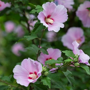 Syrisk rose - værd at vente på!